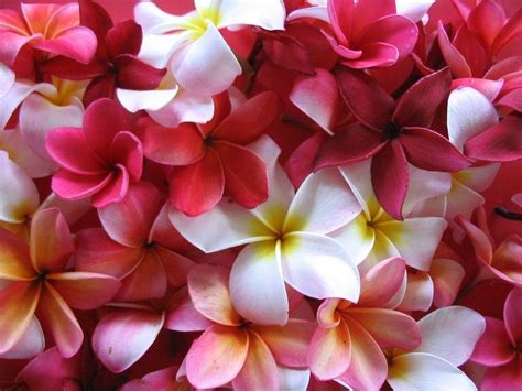 Hawaiian Flowers Wallpapers Wallpaper Cave