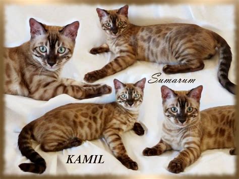 Today's domestic bengal cat comes only from breeding bengals to other bengals and requires no specialized care. COLORS :: Sumarum Bengals