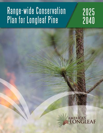 Americas Longleaf Releases Updated Conservation Plan For 2025 2040