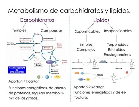 Metabolismo De Carbohidratos Y L Pidos Udocz