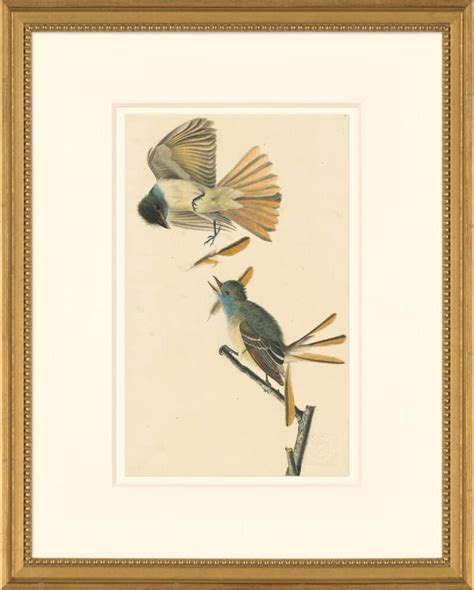 Audubon S Watercolors Octavo Pl 129 Great Crested Flycatcher