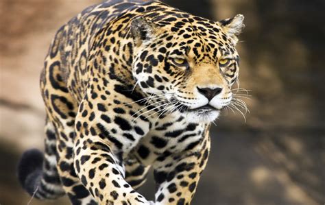 Interesting And Fun Facts About Jaguar