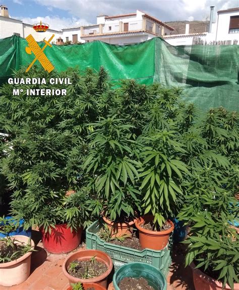 Intervenidas Más De 700 Plantas De Marihuana En Varias Operaciones En