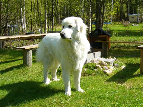 Great Pyrenees Photos And Wallpapers The Beautiful Great Pyrenees Pictures