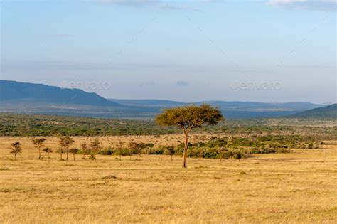 Savannah Landscape In The National Park Of Kenya Stock Photo By Byrdyak