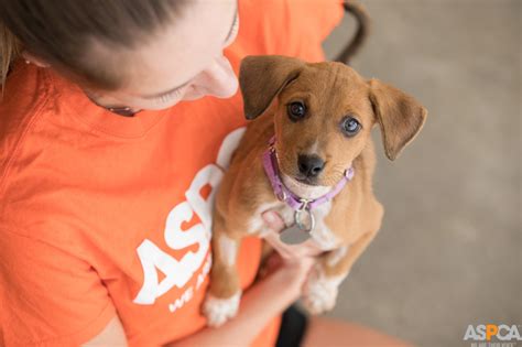 Adopting a pet in the new york city or los angeles area? Subaru Of America Supports Shelter Pets During 2019 New ...