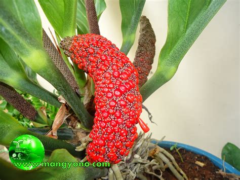 Seperti poto dibawah ini buah pada tongkol gelombang cinta belum kelihatan. Gelombang Cinta Yang Memikat Hati