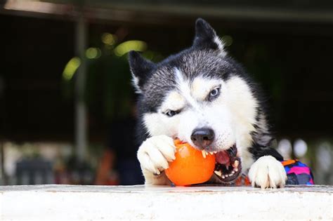 Huskies have some very unique and individual needs, so choosing a high quality dog food is crucial. 5 Best Foods For Huskies: Top Siberian Husky Dog Foods 2020
