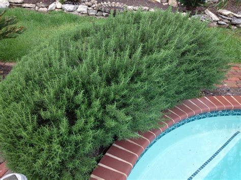 How To Grow And Harvest Rosemary Hgtv