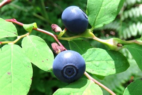 What Is Huckleberry And How Is It Different From Blueberry