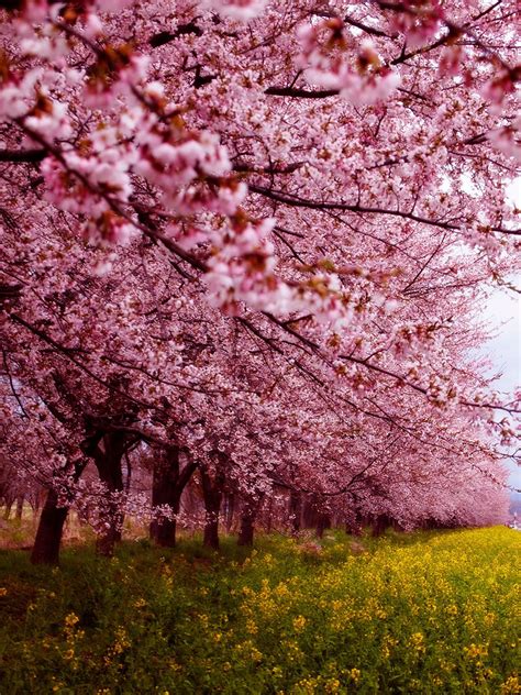 Overwhelmingly Beautiful Japanese Cherry Blossom Sakura In The Spring 2014