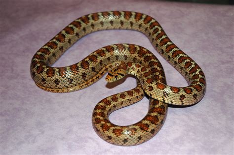 Leopard Rat Snake Rat Snake Snake Exotic Pets