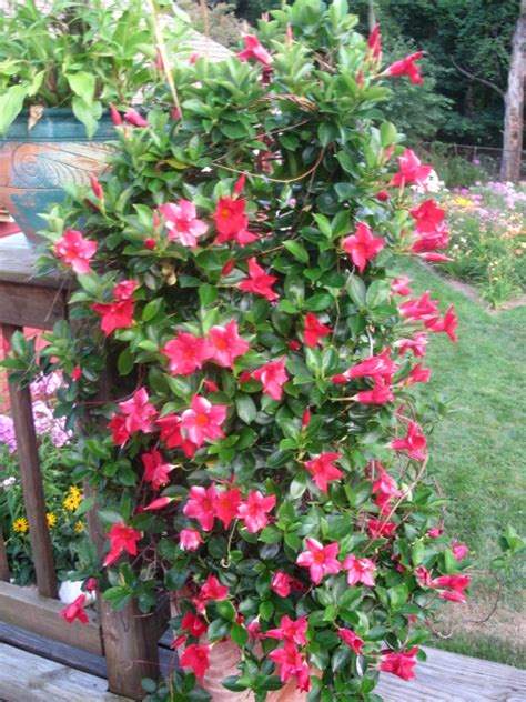 Find out how to grow and care for a dwarf olive tree as a house plant, and what you. Hometalk | Mandevilla Vine in Connecticut Garden