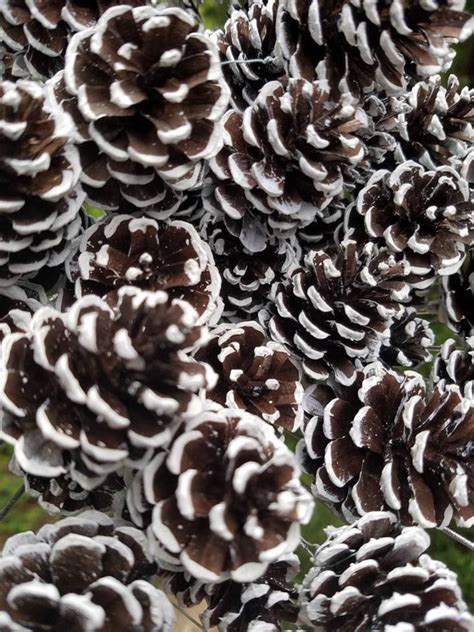 Christmas Pine Cone Snow Tipped Pine Cone Frosted Pine Etsy