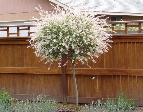 Salix Hakuro Nishiki On 4std Willow Dappled Supertrees® Inc Ornamental Trees