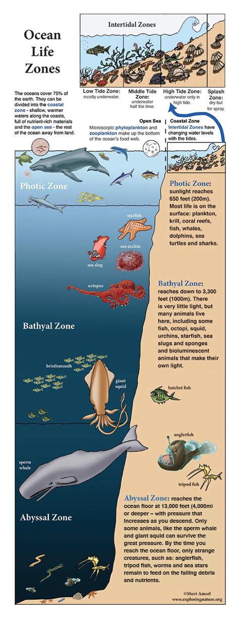 Ocean Life Zones Poster 2 Panels Only