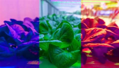 Plant Growth Under Different Colors Of Light Grower Today