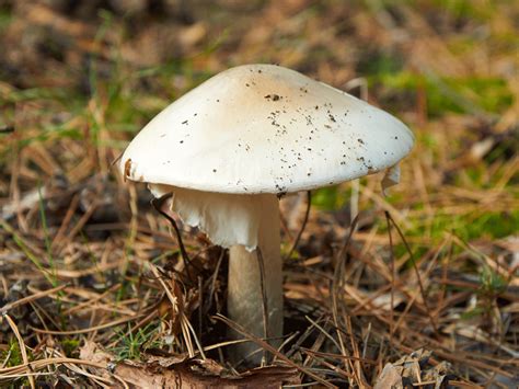 Death Cap Mushrooms Are So Poisonous They Can Kill You The Times Of India