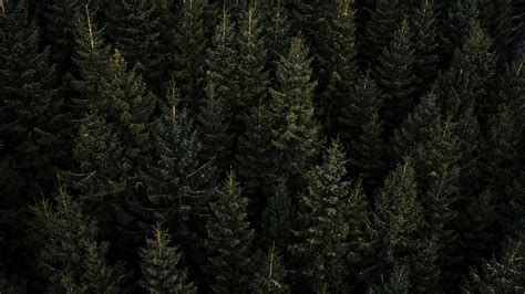 Download Wallpaper 2048x1152 Forest Aerial View Pines Trees Needles