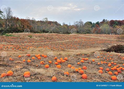 Pumpkin Fields Stock Image Image Of Ready Field Life 61349857