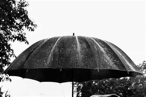 Umbrella Heavy Rain Stock Images Download 870 Royalty Free Photos