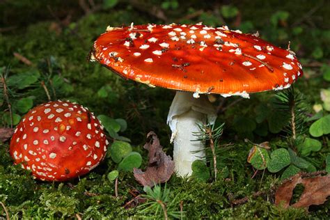 10 Most Poisonous Mushrooms Planet Deadly