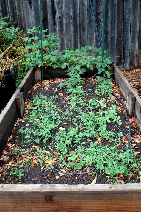 Growing Cover Crops On Raised Beds Savvy Housekeeping