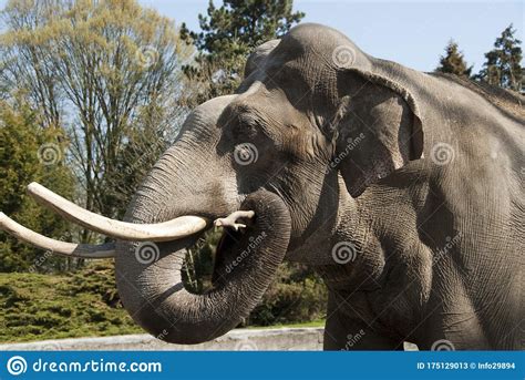 Old Elephant With Long Tusks Stands In His Enclosure In A Zoo Stock