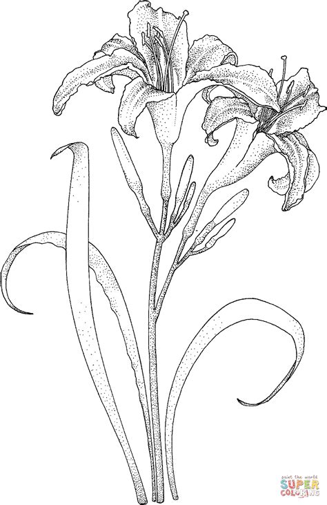 lily coloring pages    print
