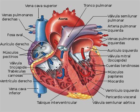 Cirugía Cardiovascular Anatomía Y Fisiología Del Corazón