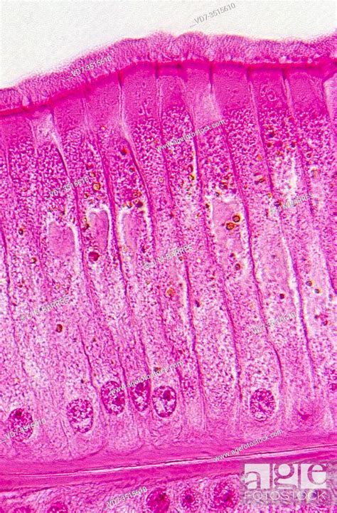 Ciliated Simple Columnar Epithelium Photomicrograph Stock Photo