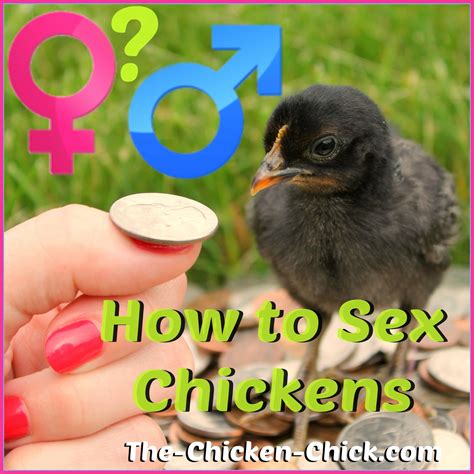 How To Sex Chickens Male Or Female Hen Or Rooster The Chicken Chick