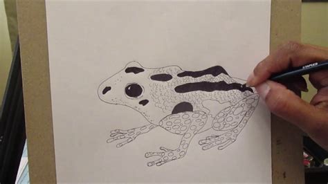 How To Draw A Poison Dart Frog For Beginners Youtube