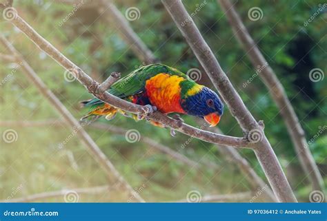 Portrait Of Parrot Stock Photo Image Of Parrot Macaw 97036412