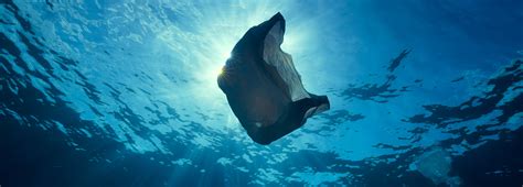 Why Marine Animals Cant Stop Eating Plastic Bbc Earth