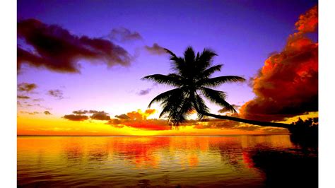 Free Download Lost Palm Tree 4k Sunset Wallpapers 4k