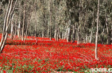 20 Spectacular Sights From The Israeli Winter And Spring