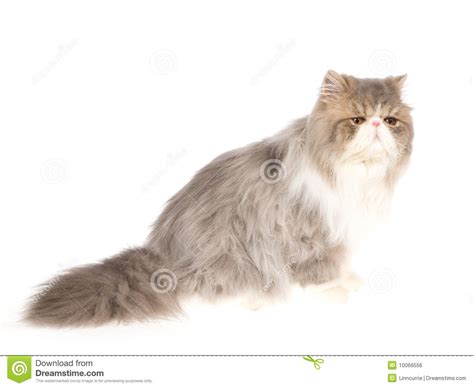 Blue With White Persian On White Background Stock Photo