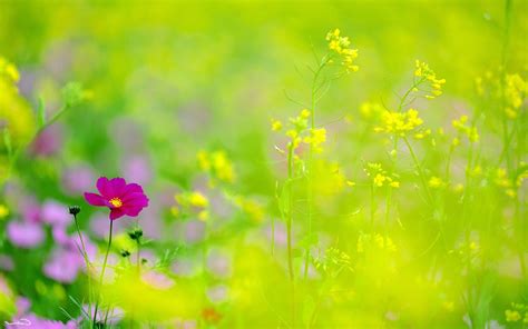 Download hd hd nature wallpapers best collection. nature, Flowers, Cosmos (flower) Wallpapers HD / Desktop ...