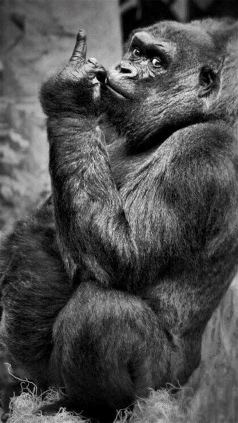 Funny Gorilla Eating