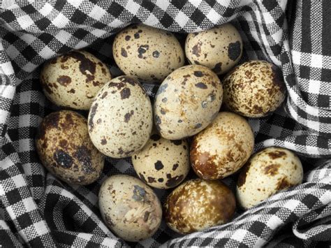 Incubating Quail Eggs What You Need To Know Homesteading Where You Are