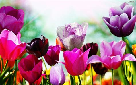 25 Top Spring Desktop Wallpaper Free You Can Save It At No Cost