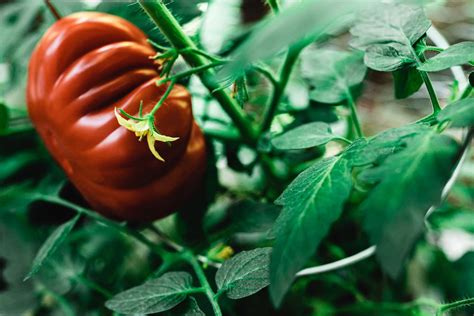 How To Grow Heirloom Tomato Plant