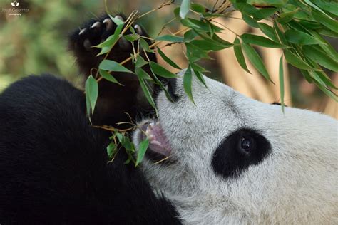 Bamboo Relationship Animals Mammals Panda Animals Wild