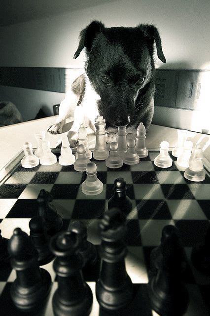 Dog Chess Dogs Chess Board Chess