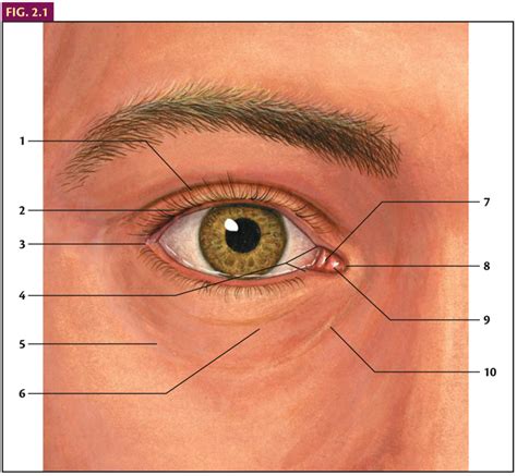 Anatomy Of The Eyelid