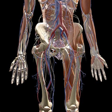 Anatomy ▶ pelvis ▶ muscles ▶ muscles of the pelvis. Pelvis