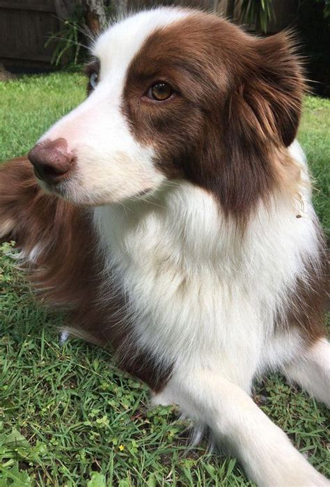 21 Cute Brown Border Collie Pics That Will Cheer You Up Page 4 The