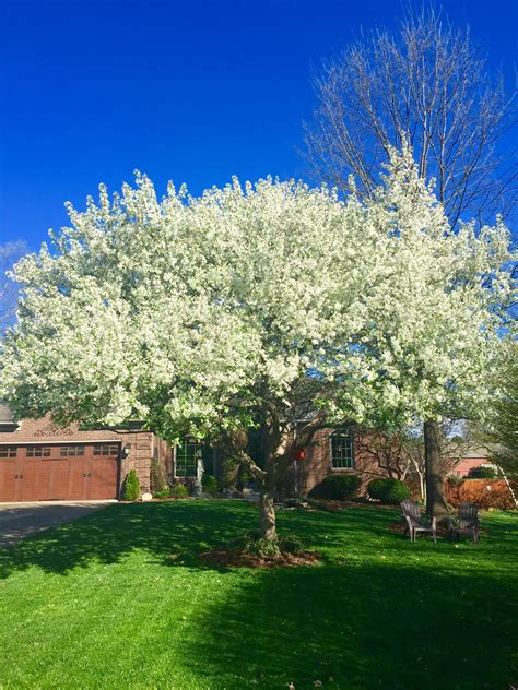 You might be able to find the right choice for your yard among these popular flowering trees. Beautiful white flowering crabapple tree in our front yard ...