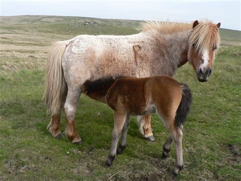 dartmoor pony meat sold  conservation charity  bid  maintain population numbers